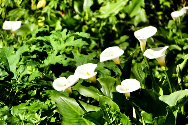 Bela Planta Zantedeschia Aethiopica Jardim Primavera — Fotografia de Stock