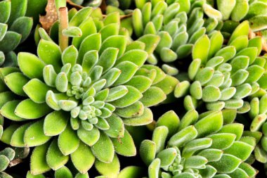 Güzel Echeveria Setosa Baharda bahçede
