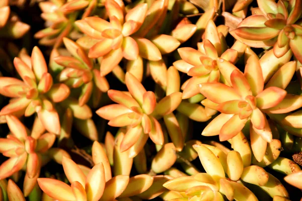 春の庭の美しいアブラナ科 — ストック写真