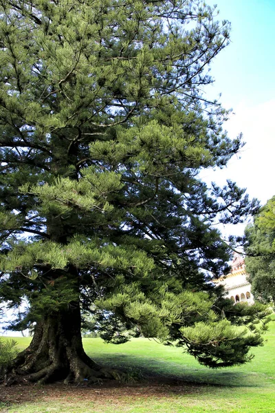 Vackra Och Majestätiska Quercus Träd Trädgården Våren — Stockfoto