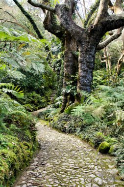 Lizbon, Portekiz 'de kışın yeşil bitki örtüsü arasında yol