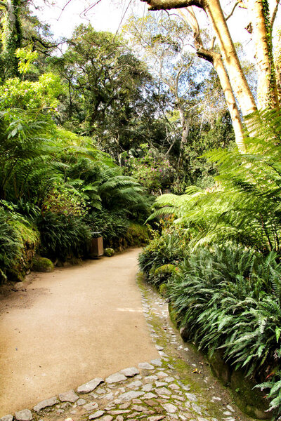 Путь между зеленой растительностью зимой в Лиссабоне, Португалия
