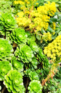 Ağaç akeonyum, akoryum arboryum sulu bitki bahçedeki güneşin altında.