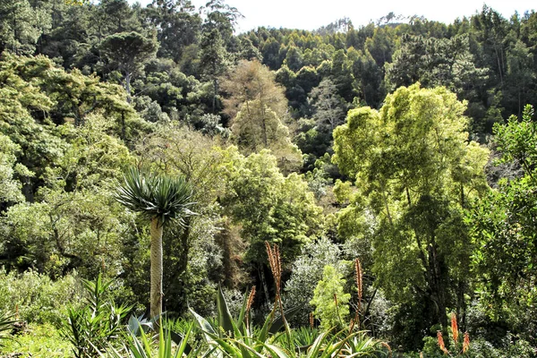 Leafy and green gardens with large trees in Sintra, Lisbon