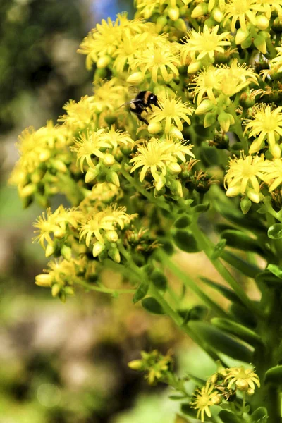 Bela Abelha Flores Sedum Crasa Jardim — Fotografia de Stock