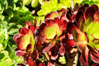 Ağaç akeonyum, akoryum arboryum sulu bitki bahçedeki güneşin altında.