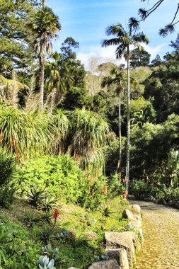 Sintra, Lizbon 'da büyük ağaçları olan yapraklı ve yeşil bahçeler.