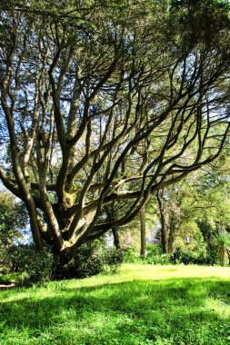 Sintra, Lizbon 'da büyük ağaçları olan yapraklı ve yeşil bahçeler.
