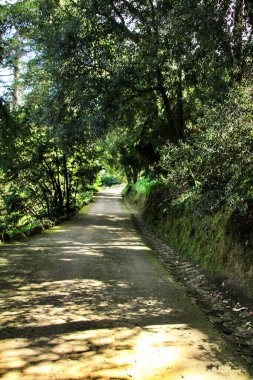 Sintra, Lizbon 'da büyük ağaçları olan yapraklı ve yeşil bahçeler.