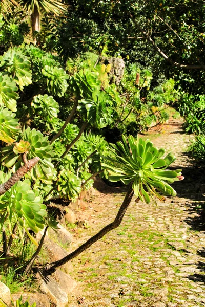 Bonito Jardim Suculento Cacto Sintra Lisboa Portugal — Fotografia de Stock