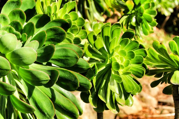 Pohon Aeonium Aeonium Tanaman Arboreum Lezat Bawah Matahari Taman — Stok Foto