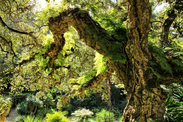 Jardins Folhosos Verdes Com Grandes Árvores Sintra Lisboa — Fotografia de Stock