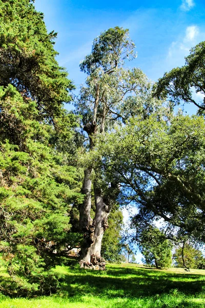 Blad Groene Tuinen Met Grote Bomen Sintra Lissabon — Stockfoto
