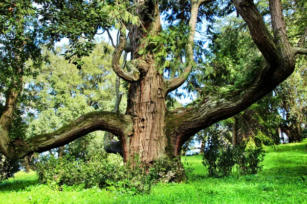 Blad Groene Tuinen Met Grote Bomen Sintra Lissabon — Stockfoto