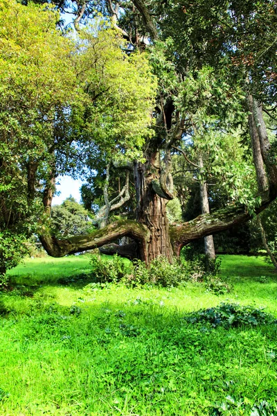 Jardins Feuillus Verts Avec Grands Arbres Sintra Lisbonne — Photo