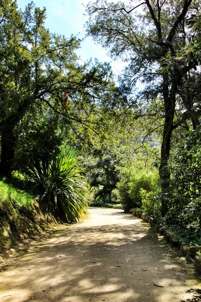 Sintra Lizbon Büyük Ağaçları Olan Yapraklı Yeşil Bahçeler — Stok fotoğraf