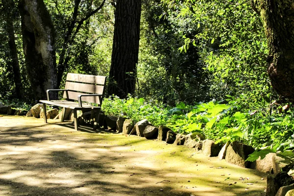 Bench Leafy Green Garden Large Old Trees Sintra Lisbon — Stock Photo, Image