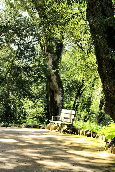 Bancada Jardim Verde Folheado Com Árvores Grandes Velhas Sintra Lisboa — Fotografia de Stock