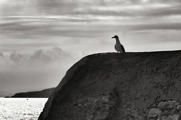 Racek Sedící Kamenné Zdi Pobřeží Vesnice Isla Plana Španělsku — Stock fotografie