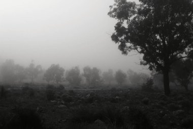 İspanya 'da sabah sisle kaplı güzel ve karanlık okaliptüs ormanı