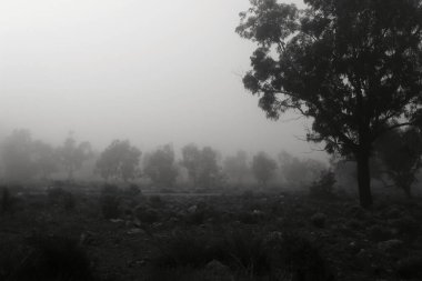 İspanya 'da sabah sisle kaplı güzel ve karanlık okaliptüs ormanı