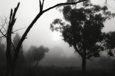 İspanya 'da sabah sisle kaplı güzel ve karanlık okaliptüs ormanı