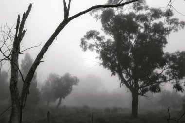 İspanya 'da sabah sisle kaplı güzel ve karanlık okaliptüs ormanı