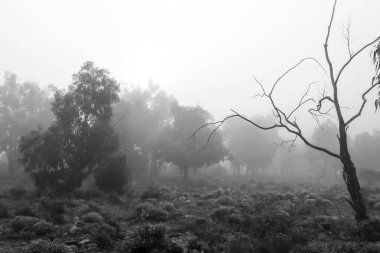 İspanya 'da sabah sisle kaplı güzel ve karanlık okaliptüs ormanı