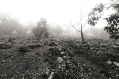 İspanya 'da sabah sisle kaplı güzel ve karanlık okaliptüs ormanı