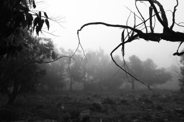 İspanya 'da sabah sisle kaplı güzel ve karanlık okaliptüs ormanı