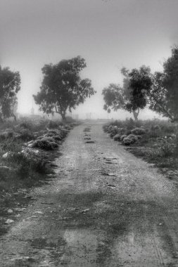 İspanya 'da sabah sisle kaplanmış Güzel ve karanlık okaliptüs ormanı