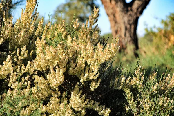 Landsbygdslandskap Med Autochthon Buskar Och Eukalyptusträd Alicante Spanien — Stockfoto