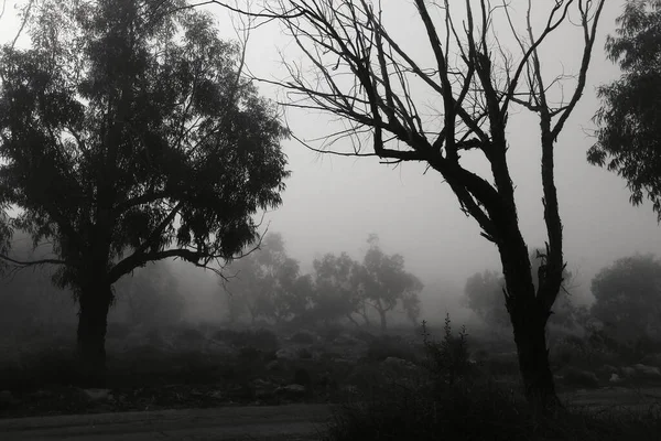 Hermoso Oscuro Bosque Eucaliptos Cubierto Niebla Por Mañana España —  Fotos de Stock