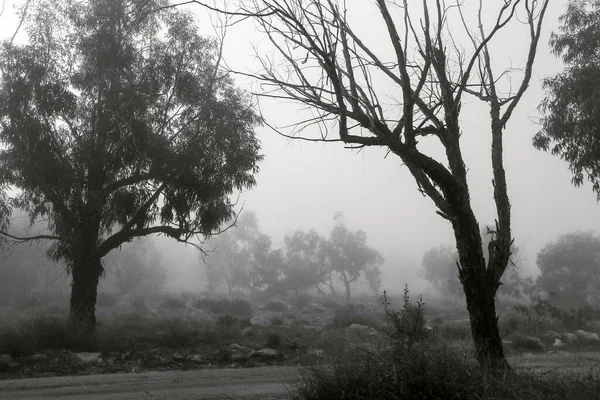 Prachtig Donker Eucalyptus Bos Bedekt Met Mist Ochtend Spanje — Stockfoto