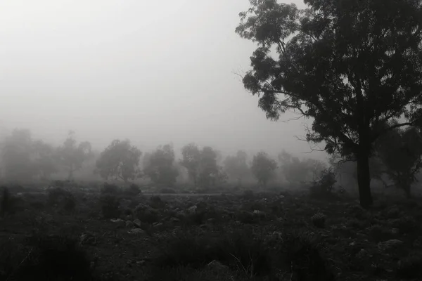 西班牙美丽而黑暗的桉树林 早上被雾覆盖着 — 图库照片