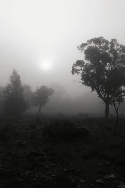 Beautiful and dark Eucalyptus forest covered by fog in the morning in Spain