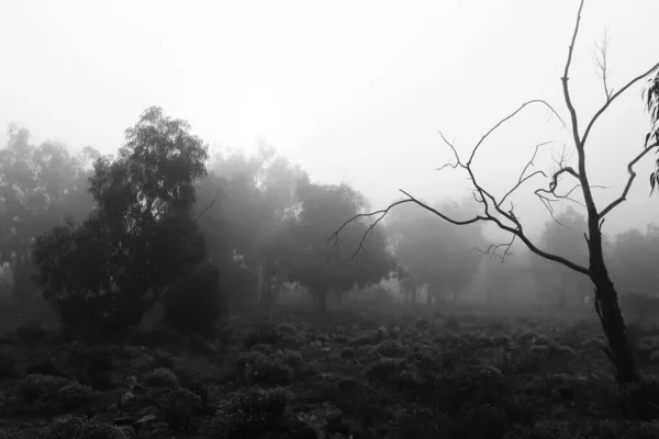 Floresta Eucalipto Bonita Escura Coberta Nevoeiro Pela Manhã Espanha — Fotografia de Stock