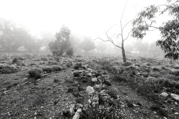 Prachtig Donker Eucalyptus Bos Bedekt Met Mist Ochtend Spanje — Stockfoto