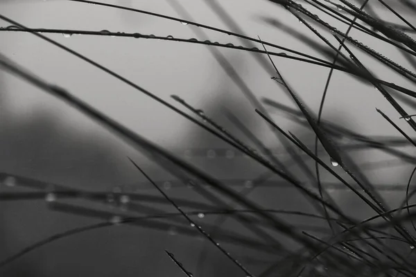 Bush Leaves Dew Drops Morning Spain Monochrome Picture — Stock Photo, Image