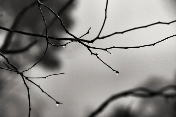 Trockene Äste Mit Tautropfen Morgen Spanien Monochromes Bild — Stockfoto