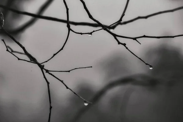 スペインでは朝に露が落ちる乾燥した木の枝 モノクローム写真 — ストック写真