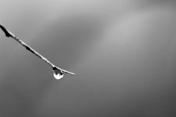 Dry Tree Branches Dew Drops Morning Spain Monochrome Picture — Stock Photo, Image