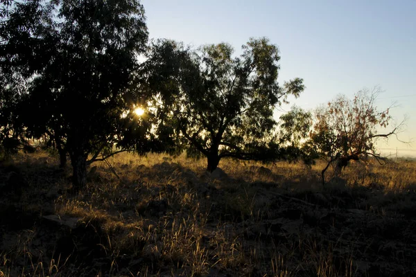 Landelijk Landschap Met Inheemse Struiken Eucalyptusbomen Ochtend Alicante Spanje — Stockfoto