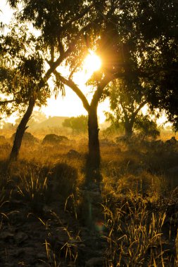 İspanya 'nın Alicante kentindeki kırsal bölgelerde sabah çalılar ve okaliptüs ağaçları görülür.