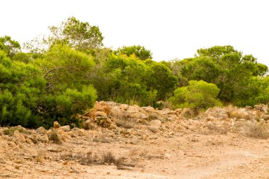 İspanya 'nın Alicante kentindeki doğal çalılar ve kozalaklı kırsal alan.