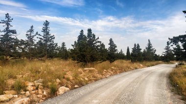 İspanya 'nın Alicante kentinde gün batımında doğal çalılar ve kozalaklı kırsal alan