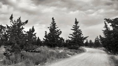 İspanya 'nın Alicante kentindeki doğal çalılar ve kozalaklı kırsal alan.