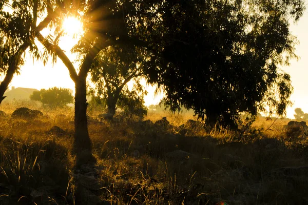 Landelijk Landschap Met Inheemse Struiken Eucalyptusbomen Ochtend Alicante Spanje — Stockfoto