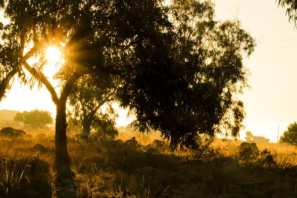 Landelijk Landschap Met Inheemse Struiken Eucalyptusbomen Ochtend Alicante Spanje — Stockfoto