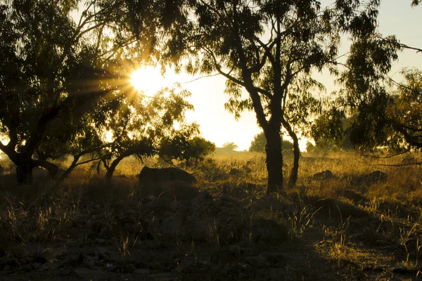 Landelijk Landschap Met Inheemse Struiken Eucalyptusbomen Ochtend Alicante Spanje — Stockfoto